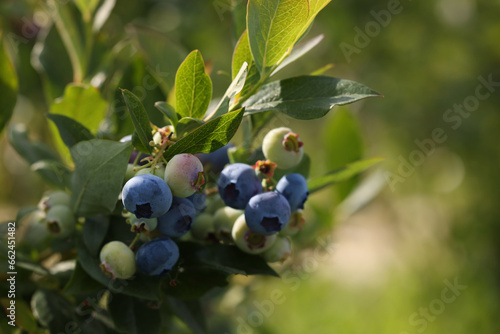 Wild blueberries growing outdoors, closeup and space for text. Seasonal berries