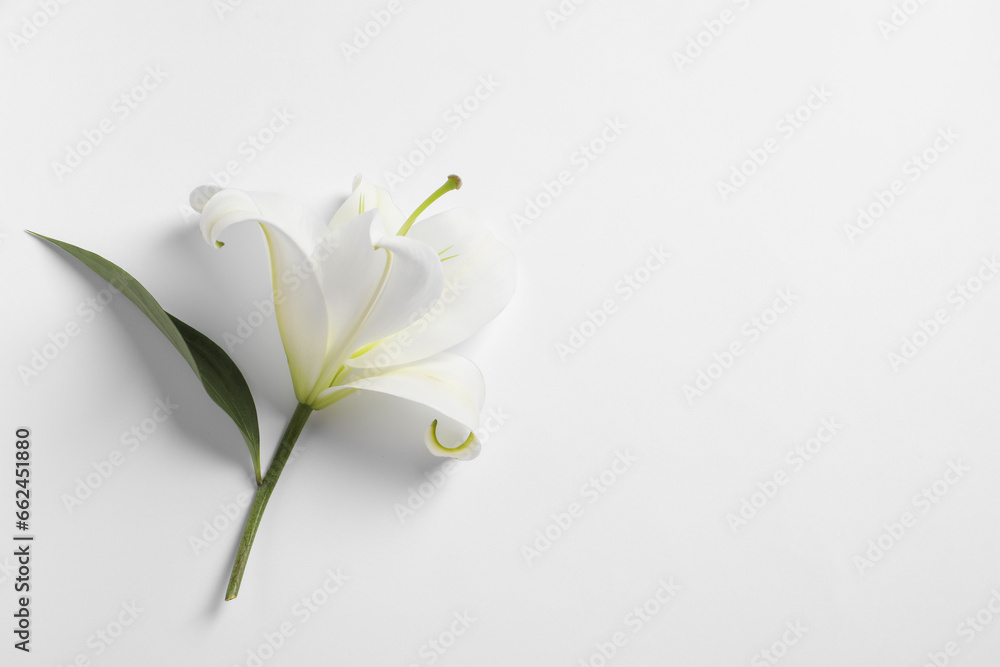 Beautiful lily flower on white background, top view. Space for text Beautiful lily flower on white background, top view. Space for text
