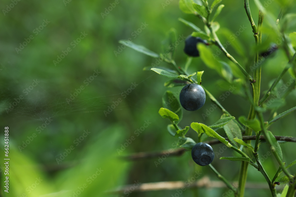 Ripe bilberries growing in forest, closeup. Space for text Ripe bilberries growing in forest, closeup. Space for text