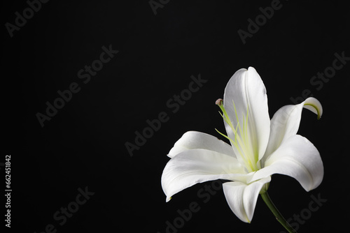 Beautiful white lily flower on black background, space for text