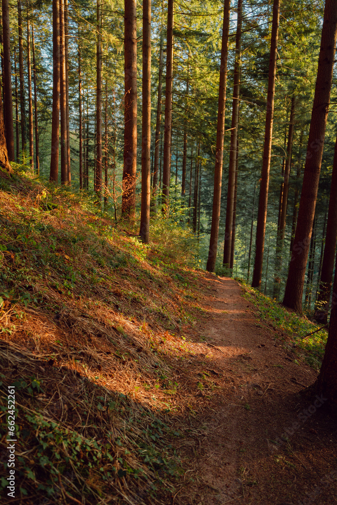 Fototapeta premium Golden hour in the forest. 