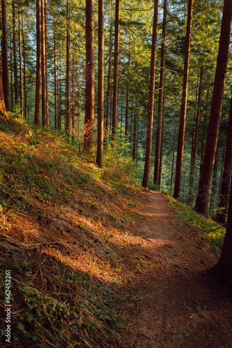 Golden hour in the forest. 