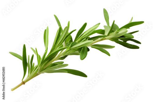Fresh tarragon herbs, Tarragon herbs close up isolated on a white background 