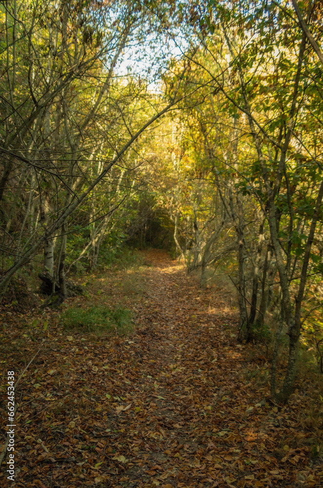 Il viale nel bosco in autunno