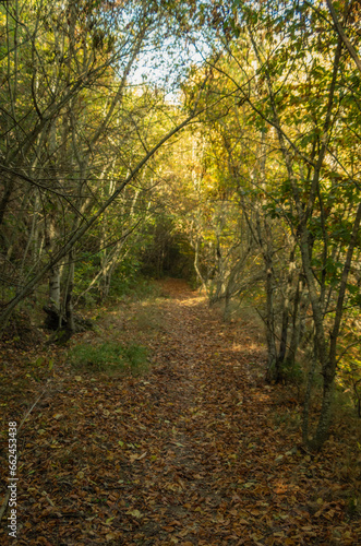 Fototapeta Naklejka Na Ścianę i Meble -  Il viale nel bosco in autunno