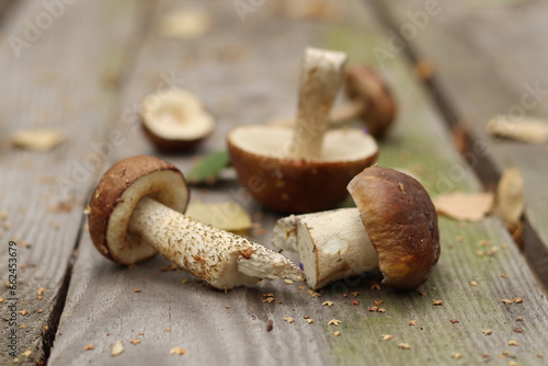 Natural porcini mushroom and boletus mushroom on a wooden table.