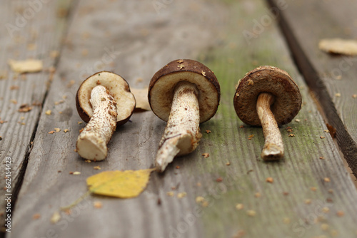Three edible boletus mushrooms on a wooden table.