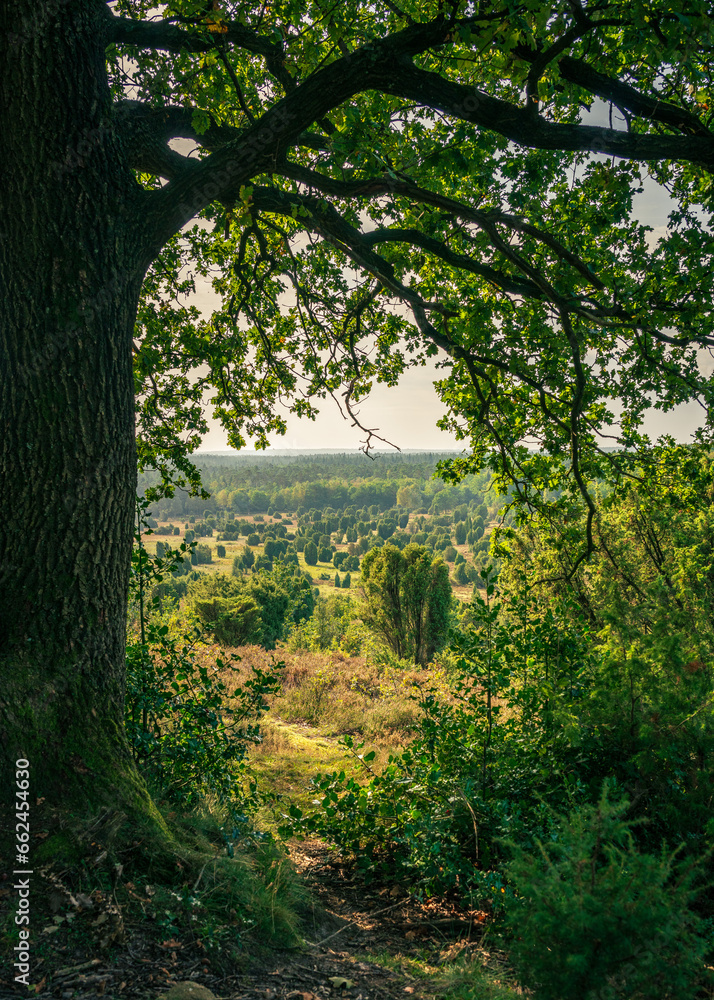 Fototapeta premium Lüneburger Heide, Wilsede
