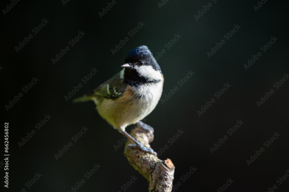 Obraz premium Atmospheric Adult Coal Tit UK (periparus ater) perched on a branch with a dark background - Yorkshire, UK in Autumn