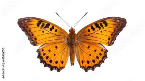 beautiful colorful butterfly isolated on transparent background