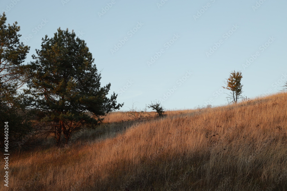 Obraz premium A tree on a dry hill