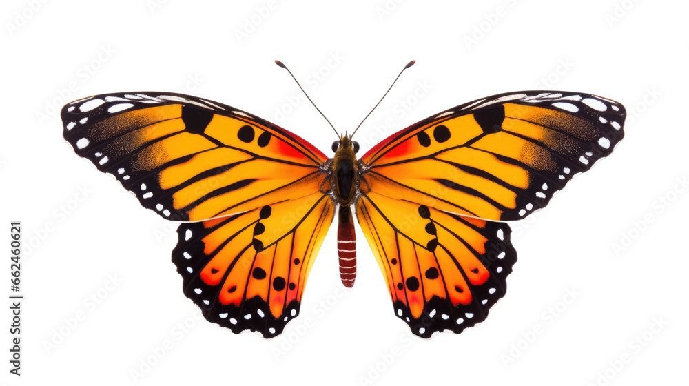 butterfly on a transparent background