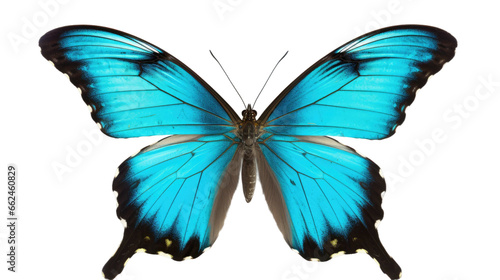 butterfly on a transparent background  © DX