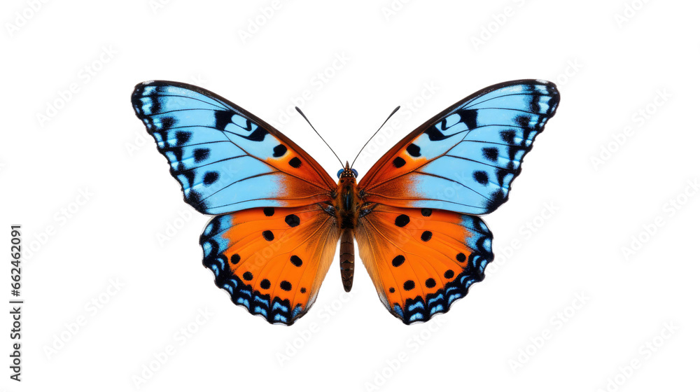 butterfly on a transparent background