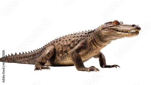 crocodile on transparent background (png)
