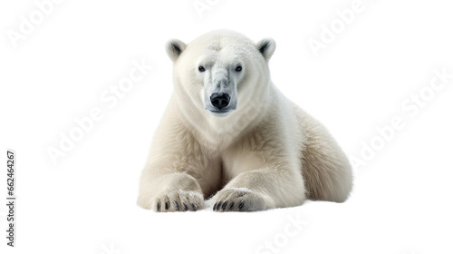 polar bear on transparent background