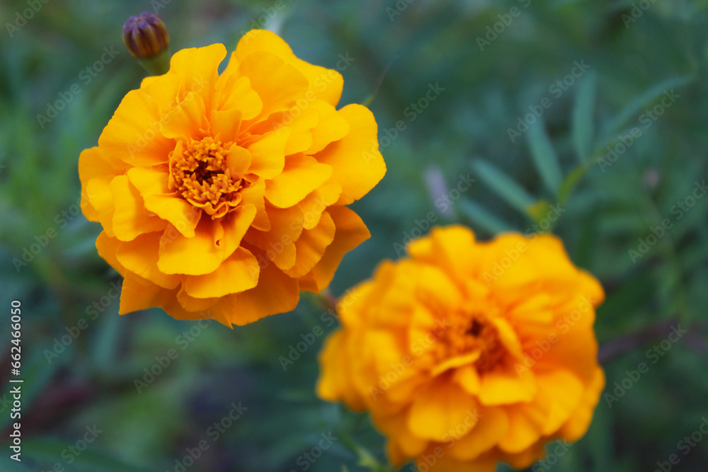 orange marigold flowers on a natural green background orange marigold flowers on a natural green background