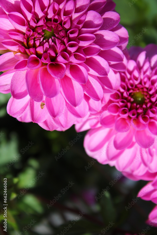 pink dahlia flowers close-up pink dahlia flowers close-up