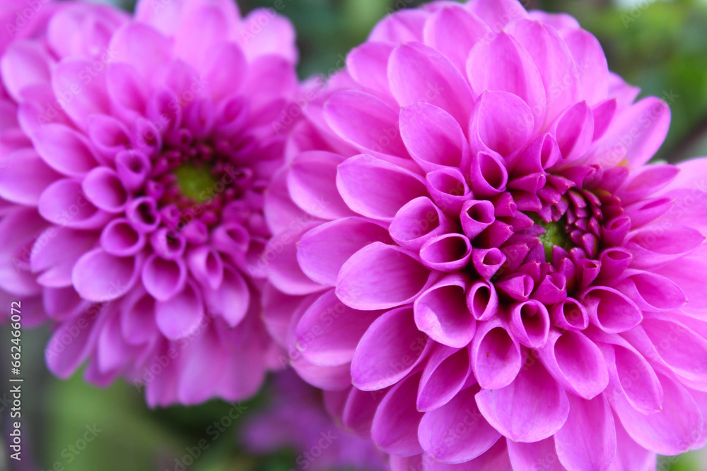 pink dahlia flowers close-up