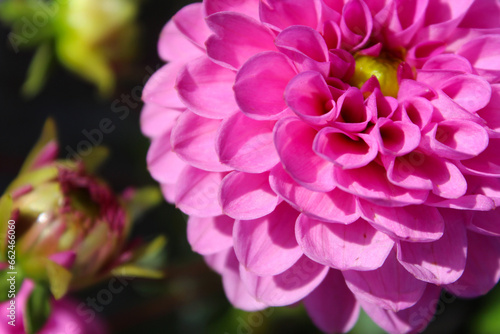 pink dahlia flowers close-up