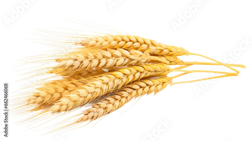 wheat ears on transparent background 