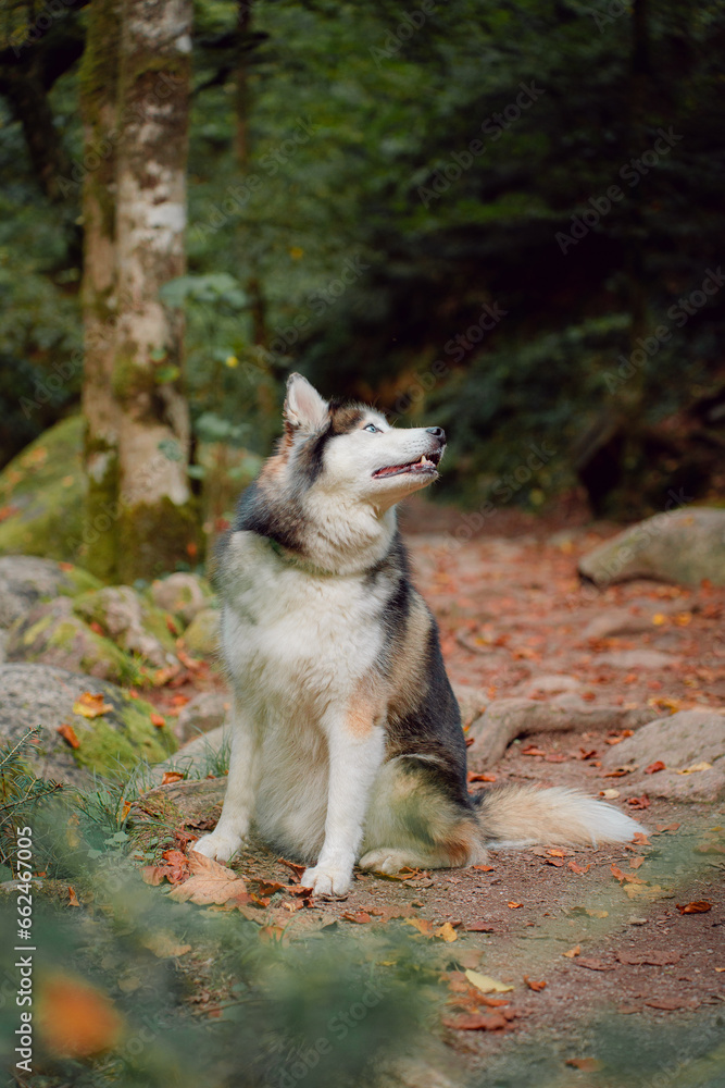 Dog Siberian Brawn  Husky poses and walking in the forest. 