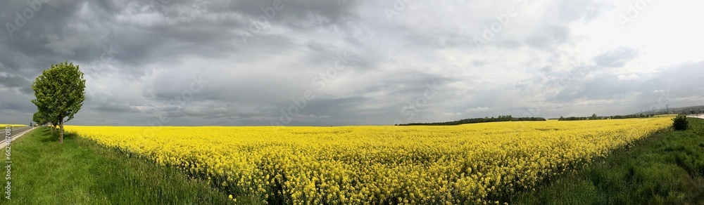 Stormy panoramic yellow field