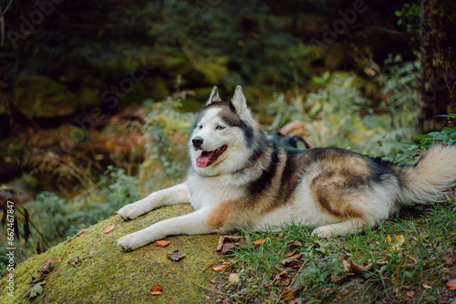 Dog Siberian Brawn  Husky poses and walking in the forest. 