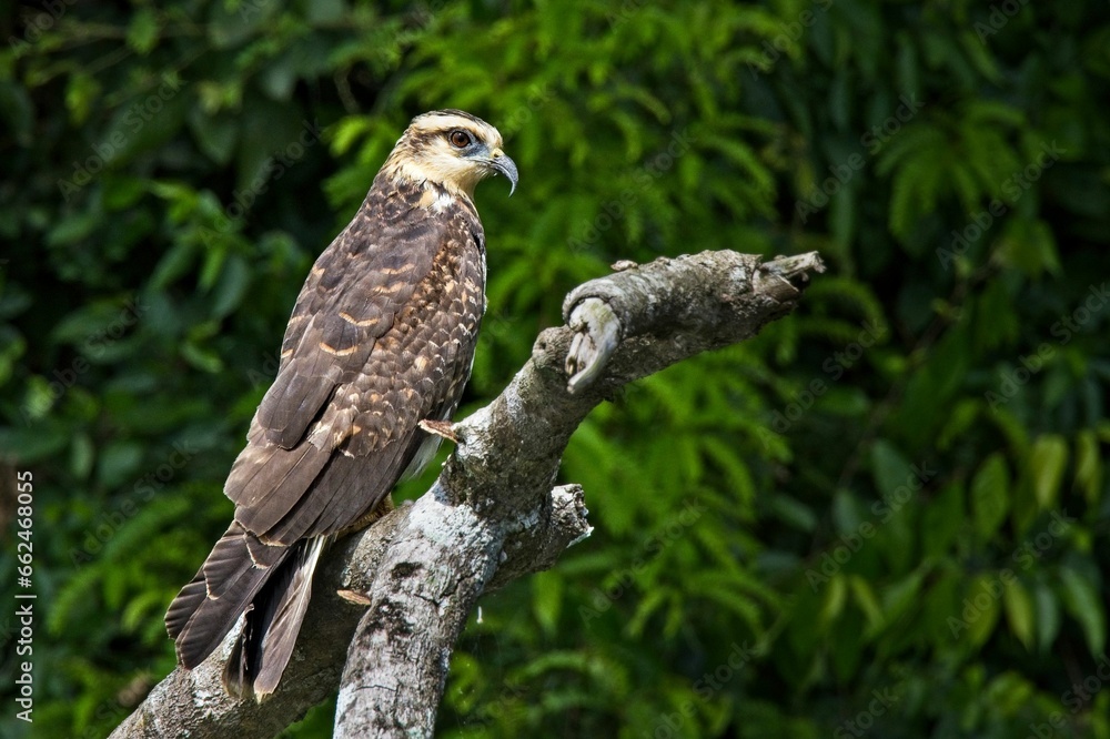 Naklejka premium Closeup of a kite perched on the branch with a blurry background