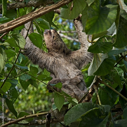 Close-up of a sloth hanging from a bare tree branch in a natural environment © Wirestock