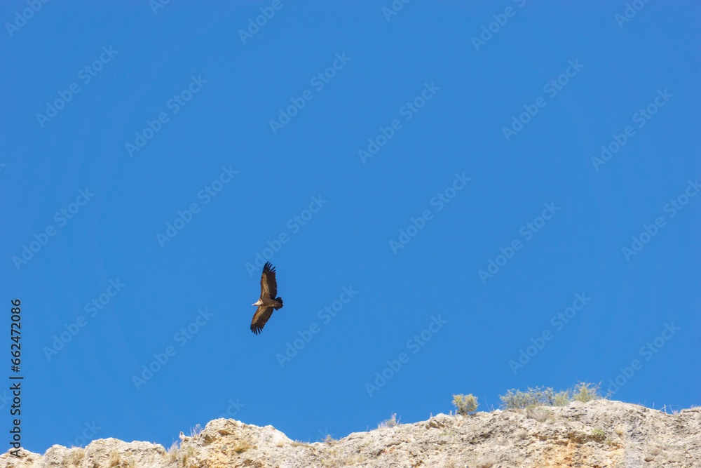 Griffon vulture or Gyps fulvus flying at the clear blue sky over the canyon of the river Duraton, Sepulveda, Segovia, Spain Griffon vulture or Gyps fulvus flying at the clear blue sky over the canyon of the river Duraton, Sepulveda, Segovia, Spain