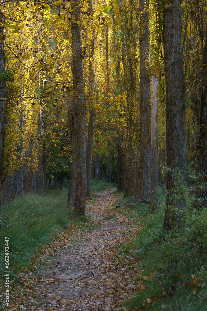 The beautiful path with poplar trees in golden sunliehgt during autumn of the Hoces del Duraton natural park near Sepulveda, Segovia, Spain