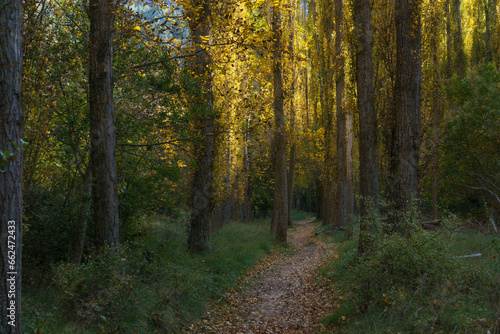 The beautiful path with poplar trees in golden sunliehgt during autumn of the Hoces del Duraton natural park near Sepulveda, Segovia, Spain photo