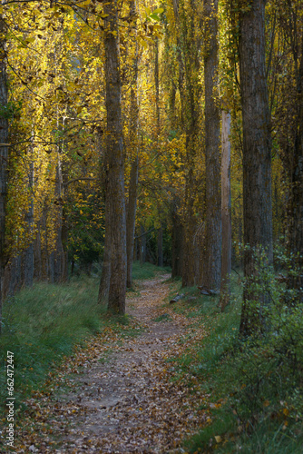The beautiful path with poplar trees in golden sunliehgt during autumn of the Hoces del Duraton natural park near Sepulveda, Segovia, Spain © Sebastian