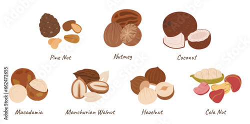 Nuts Collection, Pine Nut, Nutmeg, Coconut, Macadamia Cashew, and Manchurian Walnut, Hazelnut or Cola Nut Kernels