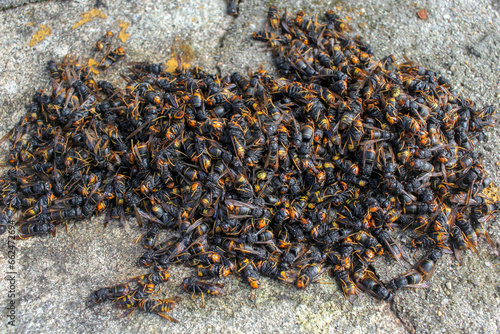a large group of dead asian hornets