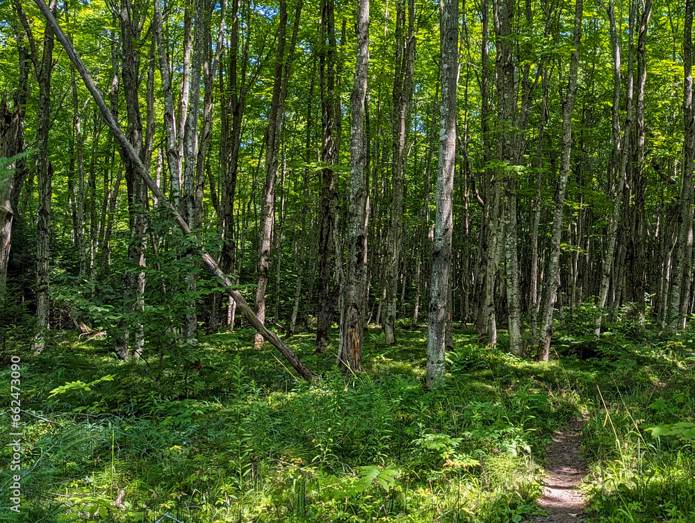 Path in the deep woods in the upper peninsula of Michigan