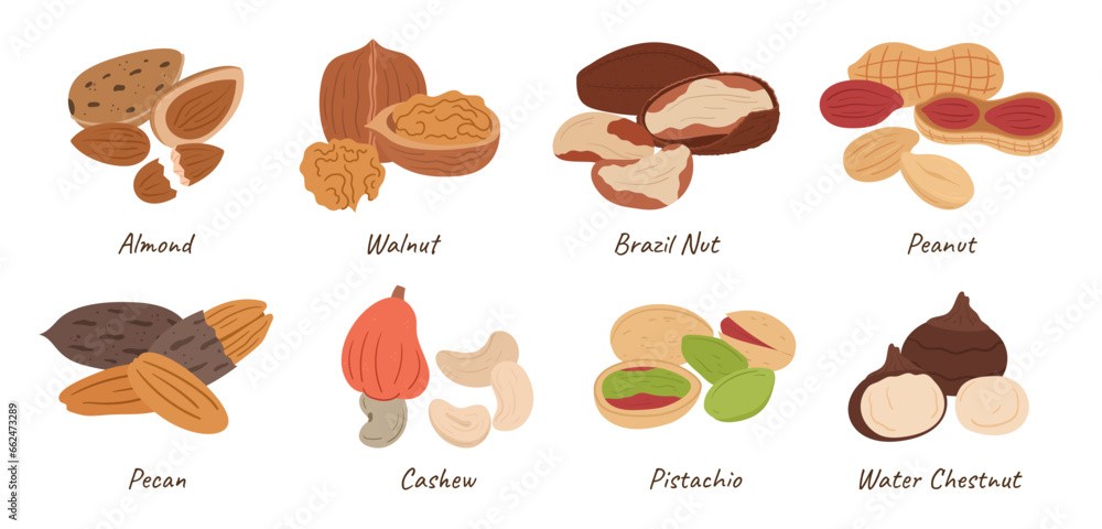 Collection of Assorted Nuts. Almond, Walnut, Brazil and Peanut. Pecan, Cashew, Pistachio and Water Chestnut Kernels