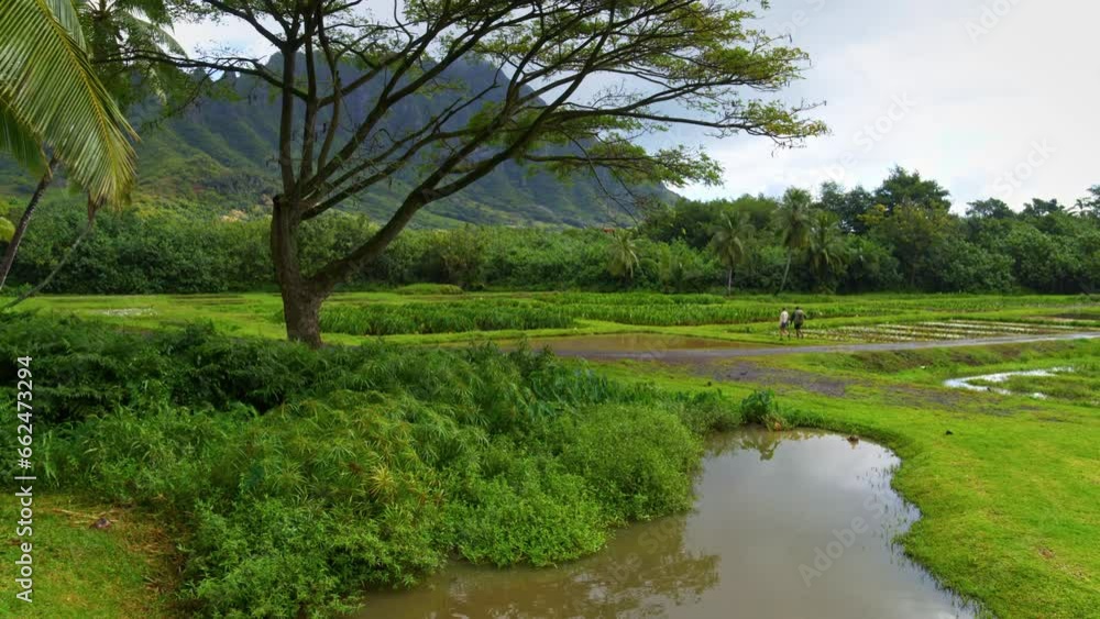 Couple Walking Through Tropical Pond Area - Wide, Drone Shot Couple Walking Through Tropical Pond Area - Wide, Drone Shot