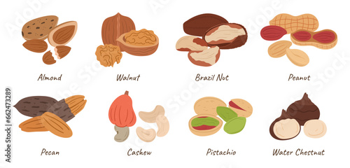 Collection of Assorted Nuts. Almond, Walnut, Brazil and Peanut. Pecan, Cashew, Pistachio and Water Chestnut Kernels