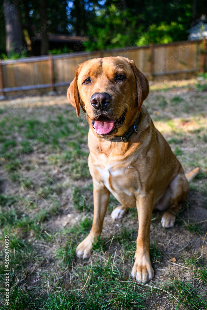 Happy yellow lab, sitting in anticipation of playing games, in a rural backyard
