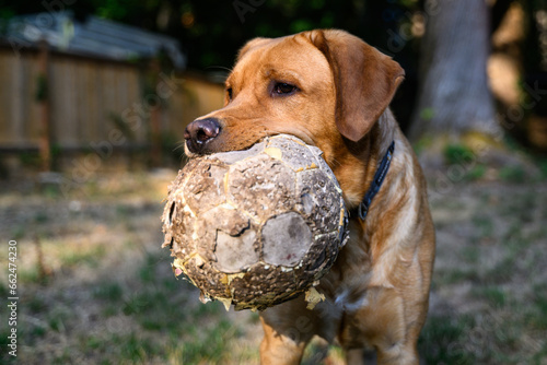 Happy yellow lab with a tattered soccer ball in his mouth, ready to play
