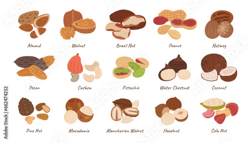 Nuts Collection, Almond, Walnut, Brazil and Peanut with Nutmeg. Pecan, Cashew, Pistachio and Water Chestnut, Coconut
