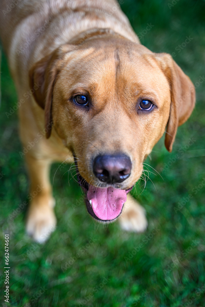 Happy yellow lab looking up with adoring eyes, ready to play outside
