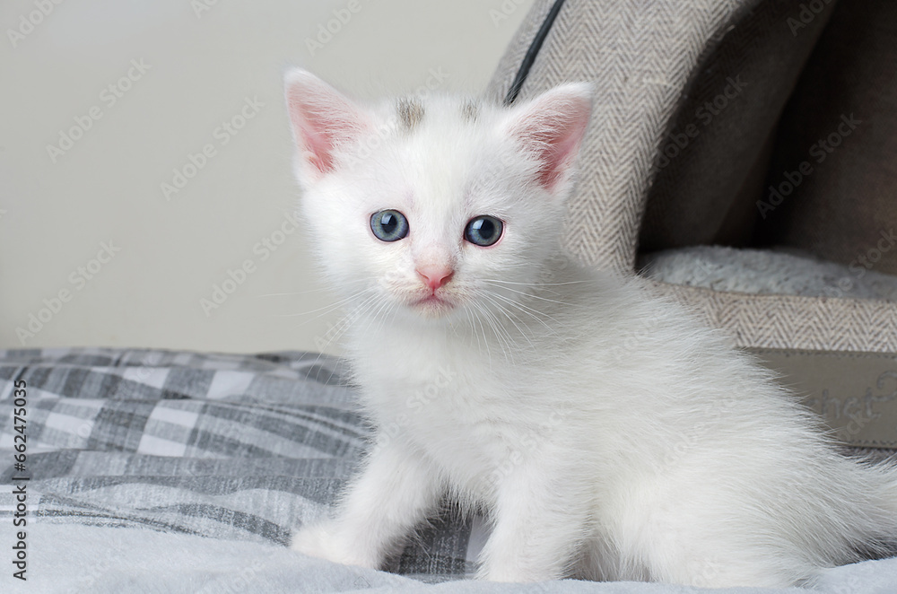 White Scottish Straight kitten with blue eyes, cute and funny beautiful kitten