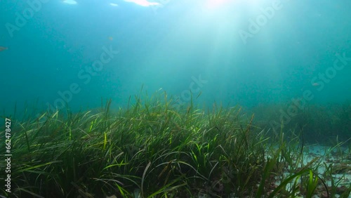 Eelgrass seagrass (Zostera marina) on the ocean floor with sunlight underwater, Atlantic ocean, natural scene, Spain, Galicia, Rias Baixas, 59.94fps