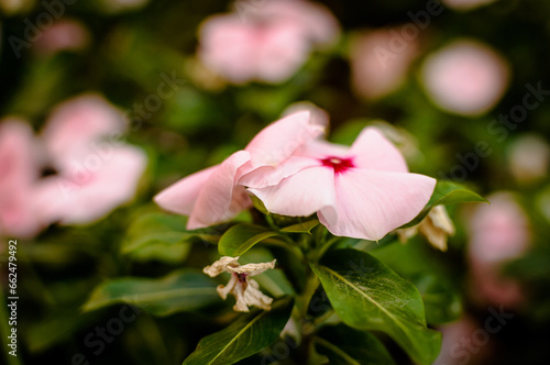 pink flowers surrounded with green leaves on bokeh background