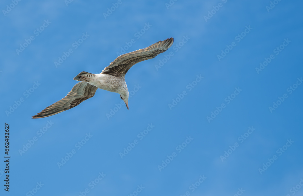 Obraz premium European herring gull in flight looking down at the lagoon with blue skys