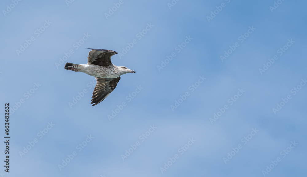 European herring gull in flight, side shot from below European herring gull in flight, side shot from below