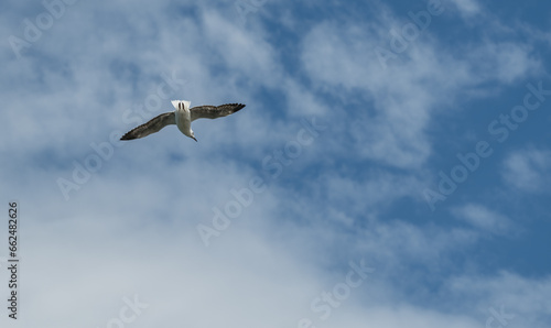 Seagulls in flight with wings open, shot from below